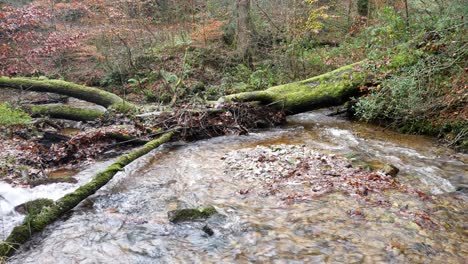 Clam-river-flowing-under-fallen-tree-in-colourful-idyllic-Autumn-woodland-lush-foliage