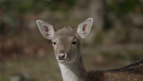 Young-Red-Deer-In-A-Protected-Animal-Park---Parc-Omega,-Quebec-Canada---Medium-Shot