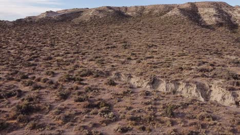 Family-of-wild-llamas-called-guanacos-in-their-natural-habitat-patagonian-valley---Aerial-shot