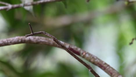 Asian-Brown-Flycatcher,-Muscicapa-dauurica