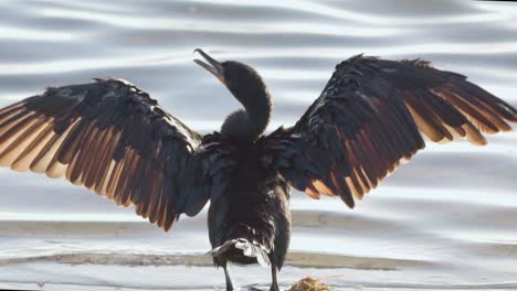 cormorant-spreading-wings-triumphantly-along-beach-shore-in-slow-motion
