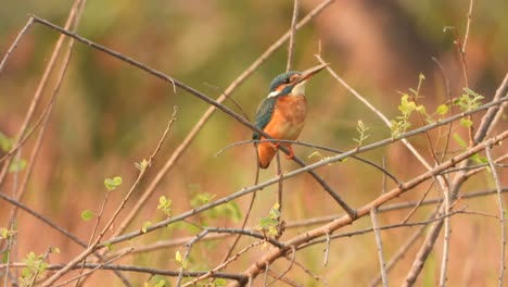 Kingfisher-waiting-for-pray-in-pond-area-..