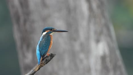 Kingfisher-in-pond-area-waiting-foe-pray-
