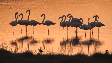 Flamingos-on-farm-Dam-in-Winelands