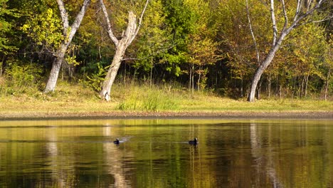 Lake-with-calm-water-reflecting-brown-trees,-coots-swimming-and-diving-around