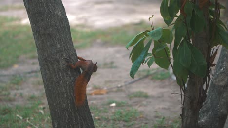 Süßes-Braunes-Eichhörnchen,-Das-In-Einem-Park-Auf-Einen-Baum-Klettert