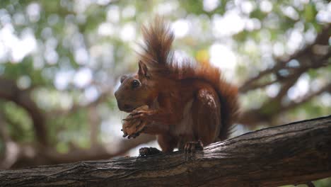 Slow-motion-shot-of-a-brown-squirrel-eating-a-nut-on-a-branch-of-a-tree