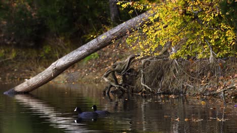 Coot-eat-water-plants,-small-fish-and-grubs-or-bugs-on-lake-shore-at-Autumn