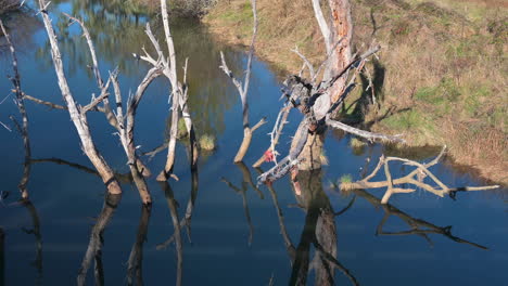 Bare-Tree-Branches-Submerged-In-Calm-Water-With-Reflections-On-A-Sunny-Day---zoom-out-shot