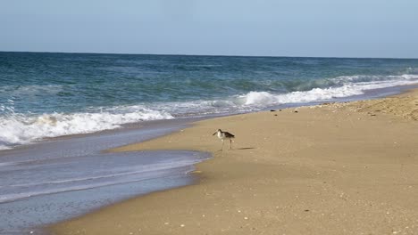 A-Sandpiper-runs-from-the-dry-sand-into-the-incoming-waves,-Rocky-Point,-Puerto-Peñasco,-Gulf-of-California,-Mexico