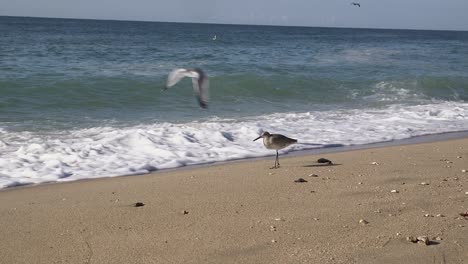 A-seagull-flies-over-a-Sandpiper-sanding-on-the-beach-searching-for-food-in-the-incoming-waves,-Rocky-Point,-Puerto-Peñasco,-Gulf-of-California,-Mexico