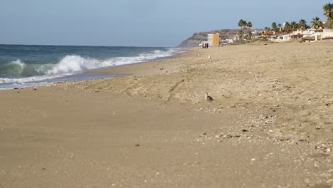 Seevögel-Teilen-Sich-Den-Strand-Mit-Strandräubern-In-Der-Ferne,-Rocky-Point,-Puerto-Peñasco,-Golf-Von-Kalifornien,-Mexiko