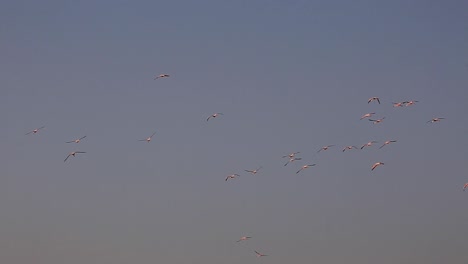 Huge-flock-of-wild-pink-flamingo-colony-flying-into-sunset-as-big-group-in-the-thousands-on-a-clear-summer-day-in-Serengeti-African-Savanna,-Kenya,-Africa