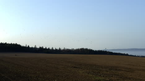 Vogelschwarm-Manövriert-Im-Flug-über-Einem-Feld,-Morgen,-Tschechien