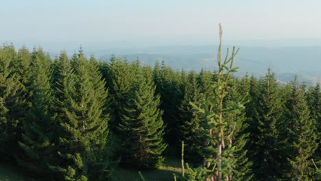 Aerial:-of-vast-pine-tree-woodland-on-mountainside,-temperate-coniferous-forest