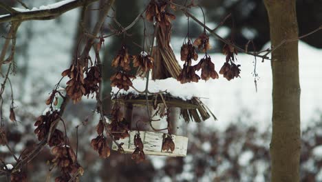 Chickadees-Fliegen-Und-Flitzen-Um-Den-Rustikalen-Vogelhäuschen-Herum,-Der-An-Einem-Verschneiten-Winterbaum-Hängt