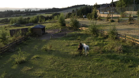 Aerial-Shot-Of-Two-Race-Horses-Walking-In-A-Rural-Farm-Field,-Grazing-On-Fresh-Green-Grass