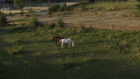 Luftaufnahme-Von-Pferden,-Die-Bei-Sonnenaufgang-Auf-Einem-Bauernhoffeld,-Tschechische-Republik,-Auf-Gras-Grasen