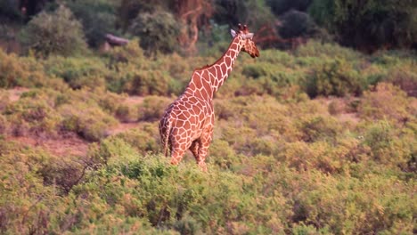 Huge-brown-giraffe-walking-through-tall-bushes-into-the-wild-in-the-grasslands-of-the-Serengeti-in-Kenya,-Africa