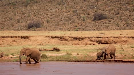 Elephant-family-drinking-and-cooling-down-at-shallow-river-while-male-elephant-crosses-river-in-the-drylands-of-Kenya,-Africa