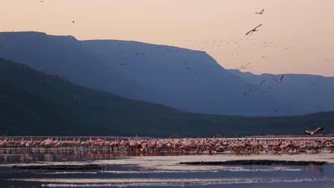 Spectacular-view-of-flock-of-flamingos-by-Lake-Bogoria,-Kenya-during-sunset-in-Africa-with-mountains-and-hills-in-background