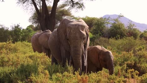 Close-view-of-elephant-family-standing-together-in-the-bushes-and-in-the-shade-of-small-tree-on-a-hot-summer-day-in-the-grasslands-of-Kenya,-Africa