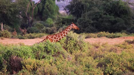 Huge-brown-giraffe-walking-across-from-left-to-right-through-high-bushes-in-the-grasslands-of-Serengeti,-Kenya,-Africa