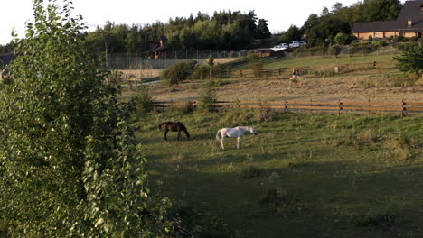 Luftaufnahme-Von-Zwei-Pferden,-Die-Auf-Einem-Bauernhoffeld-Grasen,-Schöne-Ländliche-Landschaft-Bei-Sonnenaufgang