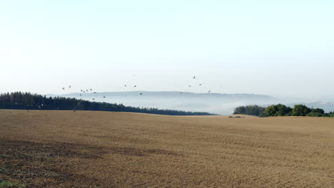 Flock-of-birds-flying-over-a-field,misty-valley-on-the-horizon,Czechia