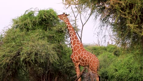 Huge-brown-giraffe-standing-and-eating-from-tall-bush-in-the-grasslands-of-the-Serengeti-in-Kenya,-Africa