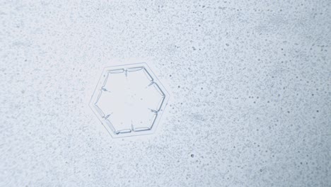 Dendrita-Estelar-De-Cristal-De-Hielo-De-Copo-De-Nieve-Bajo-El-Microscopio