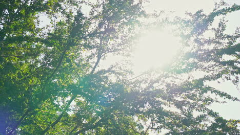 sun-rays-struggle-through-green-tree-branches-daytime