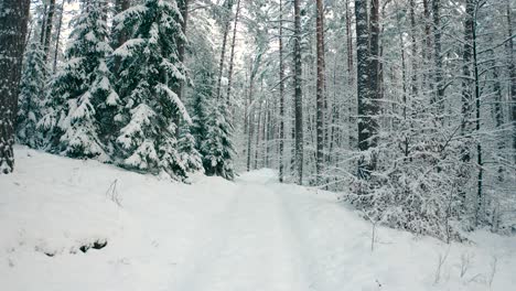 Beautiful-view-of-walking-into-the-pathway-of-a-forest-road-with-pine-trees-and-bushes-covered-in-snow