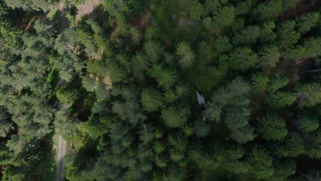 Cloud-shadow-covering-forest-conifer-trees,-aerial-top-down-view