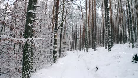 Walk-along-with-the-natural-winter-snow-covered-road-in-the-forest-trail