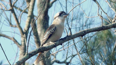 Kookaburra-Bird-Resting-On-A-Tree-Branch---low-angle-shot