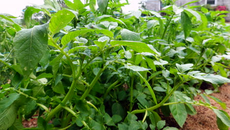 Sich-Entlang-Einer-Reihe-Grüner-Kartoffelpflanzen-Im-Garten-Bewegen