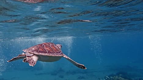 Schöne-Aufnahme-Einer-Erwachsenen-Meeresschildkröte,-Die-Im-Ozean-Schwimmt---Mittlere-Unterwasseraufnahme