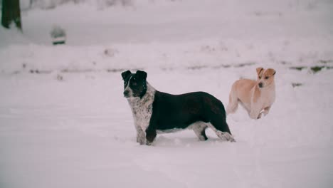 Obdachlose-Hunde-Im-Winter-Auf-Schnee