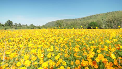 4k-footage-of-a-flower-filled-field-in-the-middle-of-a-valley-in-Thailand