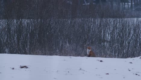Red-fox-sitting-on-field-in-winter-landscape-snow-evening-dusk