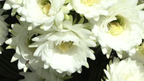 Biene-In-Zeitlupe-Der-Weißen-Blume