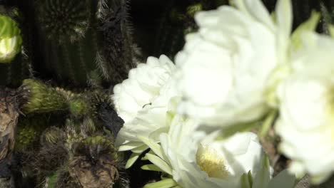 Weiße-Blüten-Auf-Kaktus-Zeitlupenbienen