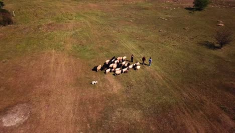 Aerial-view-of-a-Pumi-shepherd-dog-guiding-cattle-on-a-meadow
