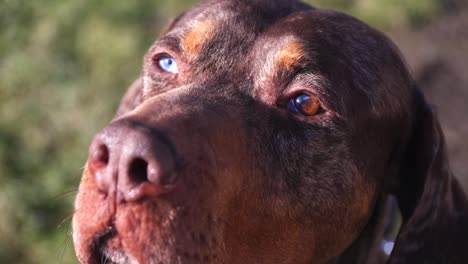 Close-up-of-a-purebred-Catahoula-Leopard-Dog-eyes,-with-heterochromia