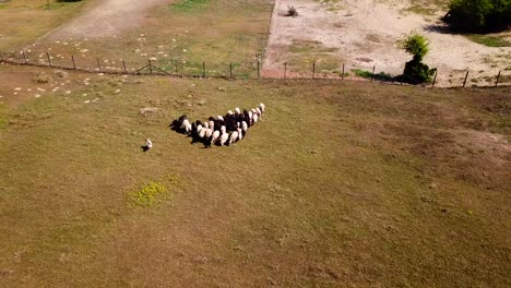 Aerial-view-of-a-Pumi-shepherd-dog-guiding-cattle-movement-on-a-meadow