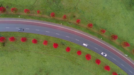 Cars-driving-on-red-tree-lined-avenue-among-green-fields,-aerial-top-down-view