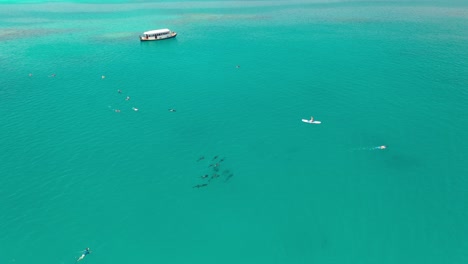 Aerial-View-of-pod-of-Dolphins-Swimming-by-People-in-Kayaks-in-Turquoise-Water-of-Indian-Ocean,-Maldives-Archipelago