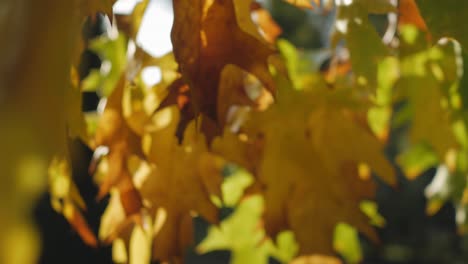 Gelbe-Und-Orangefarbene-Herbstblätter-Wiegen-Sich-Auf-Einem-Ast,-Kamerafahrt