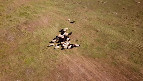 Aerial-shot-of-a-Pumi-shepherd-dog-running-and-guiding-cattle-on-a-meadow